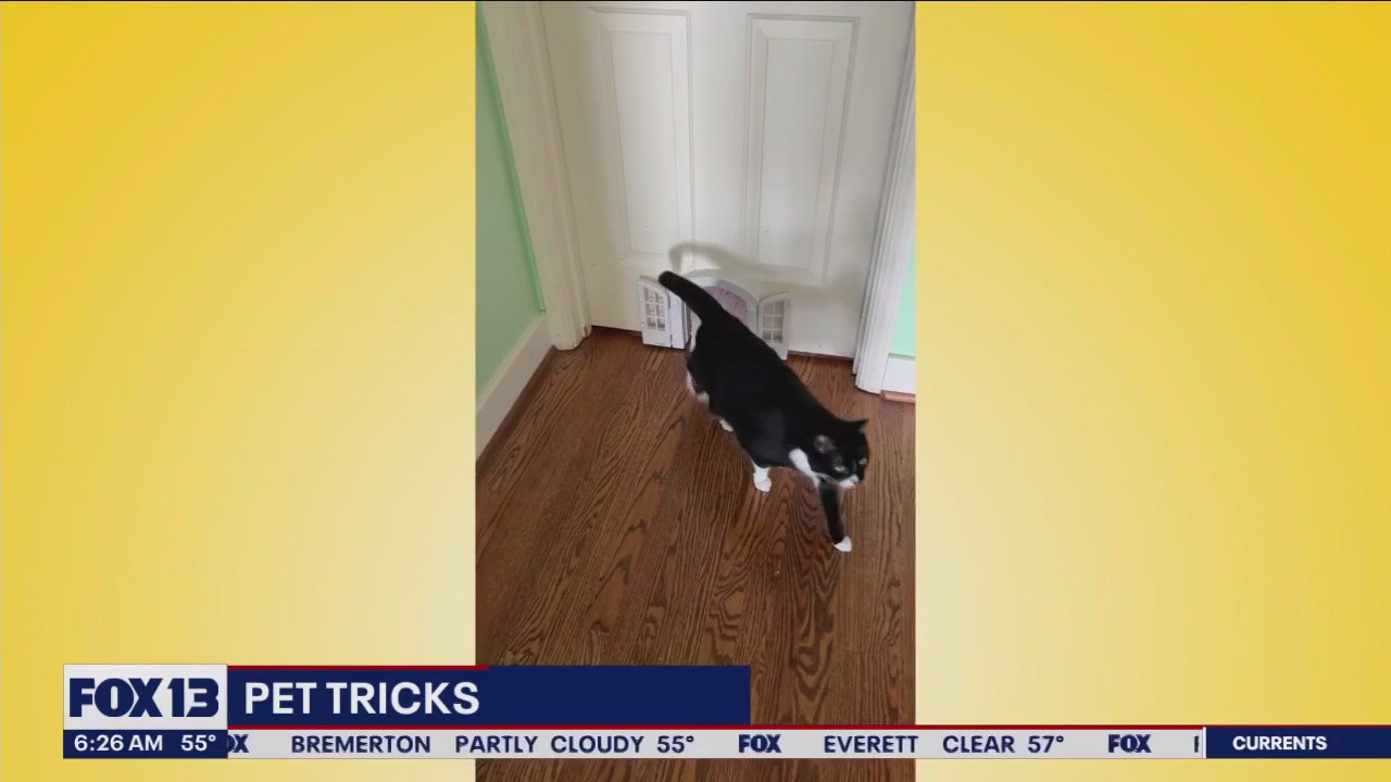 Pet Tricks for Thursday, June 29