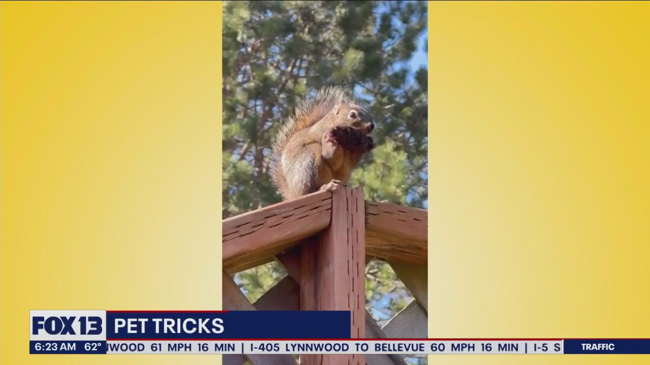 Pet Tricks for Wednesday, July 5