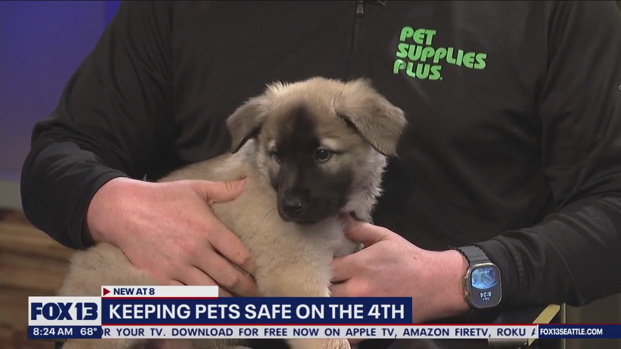Keeping pets safe on the Fourth of July