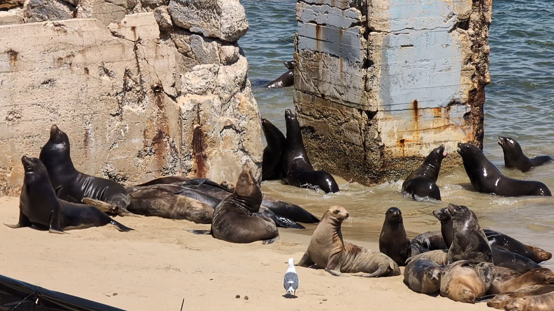 Sea lions take over a popular California beach