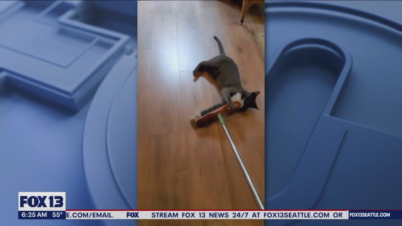 Good Day Pet Tricks for July 11