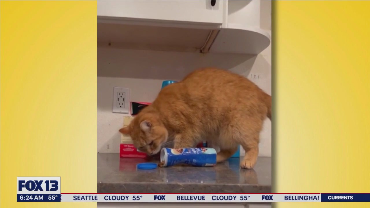 Good Day Pet Tricks for Monday, July 10