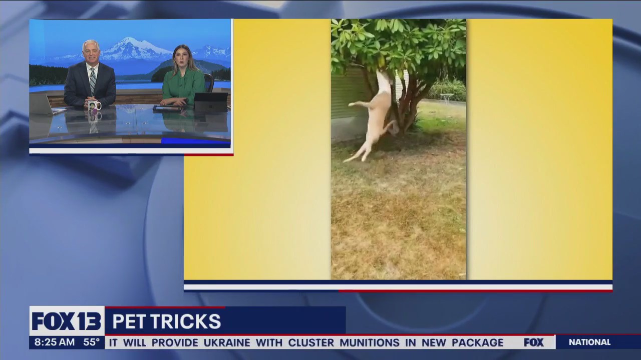 Good Day Pet Trick for Friday, July 7