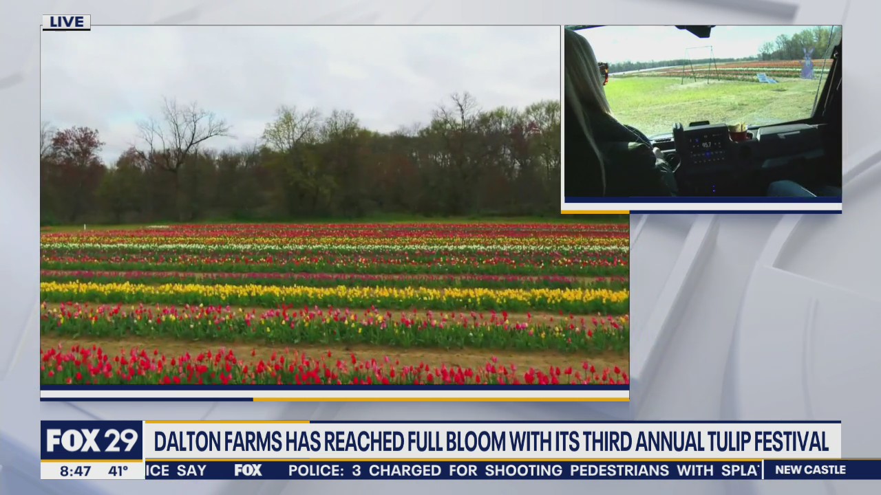 Dalton Farms reaches full bloom with its third annual Tulip Festival