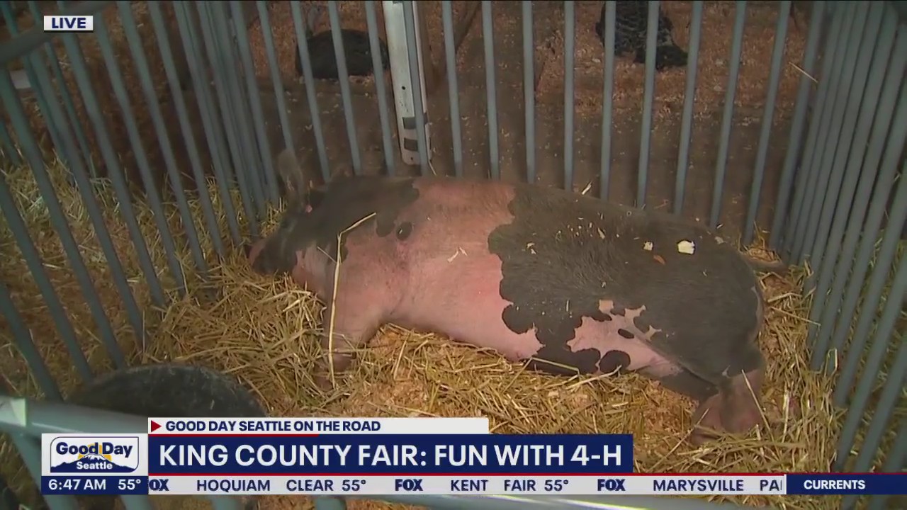 King County Fair: Fun with 4-H