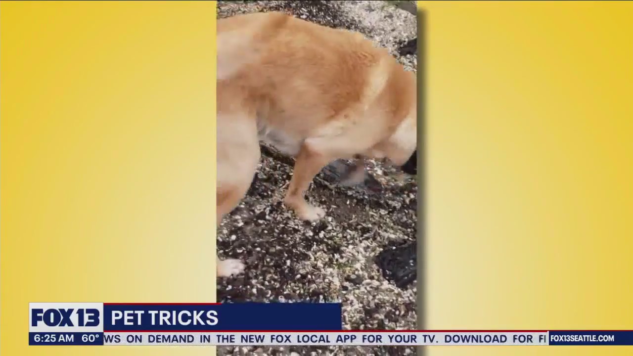 Pet Tricks for Monday, July 17