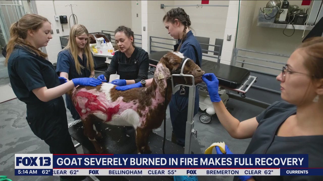 Goat severely burned in fire makes full recovery