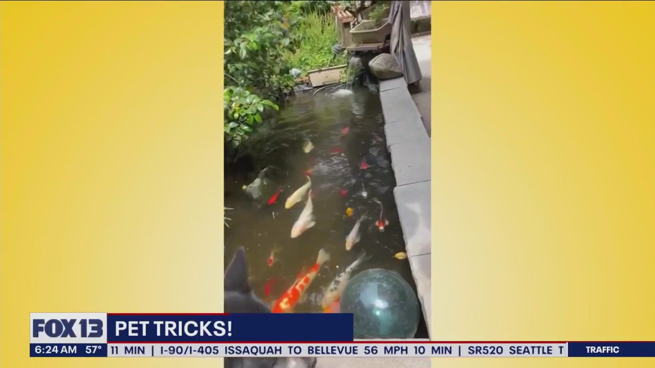 Pet Tricks for Monday, July 24