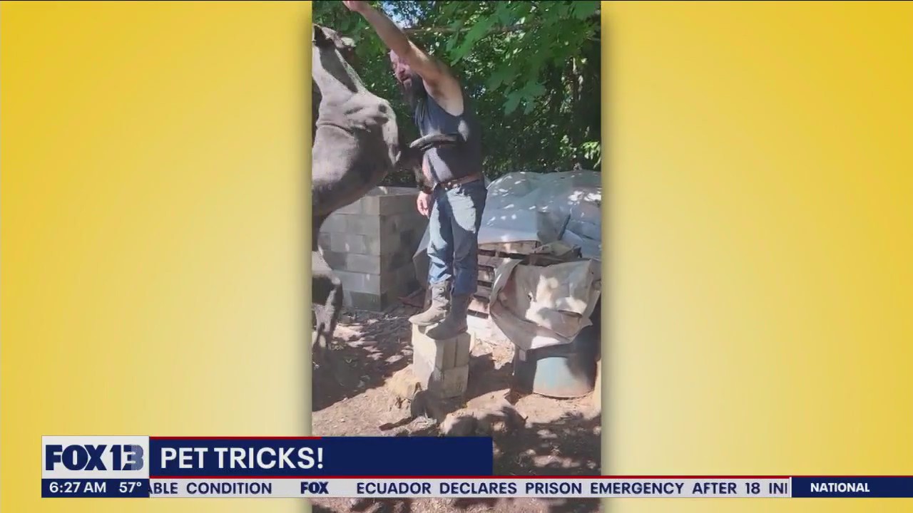 Pet Tricks for Wednesday, July 26