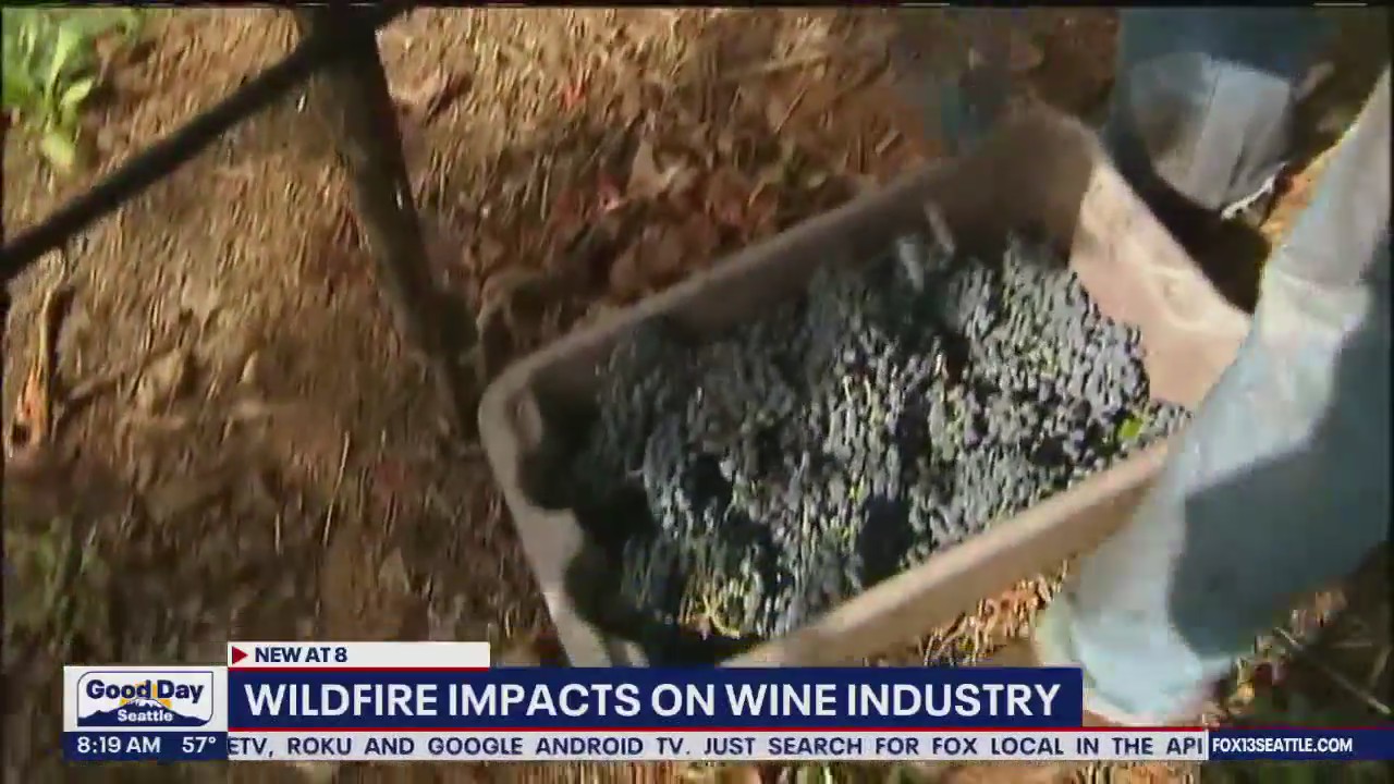 Wildfire impacts on wine industry