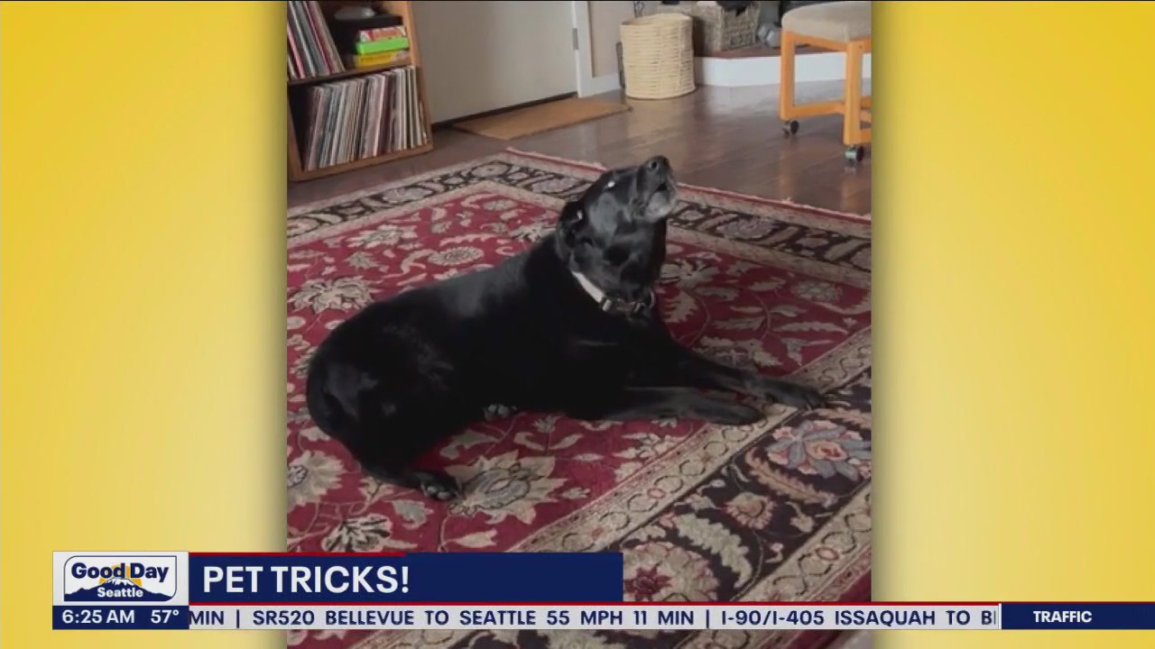 Pet Tricks for Tuesday, July 25