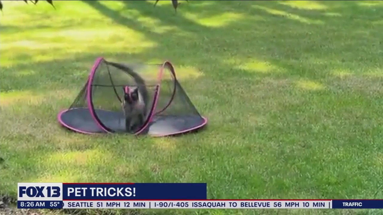 Good Day Pet Trick for Friday, July 28