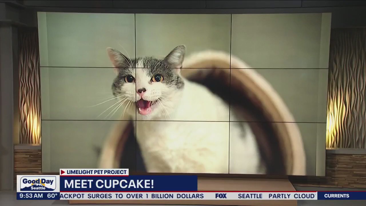 Pet of the Week: Cupcake