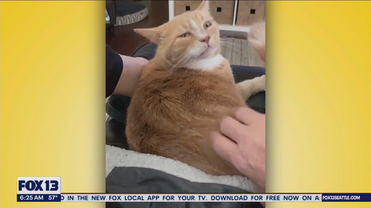 Pet Tricks for Thursday, July 27