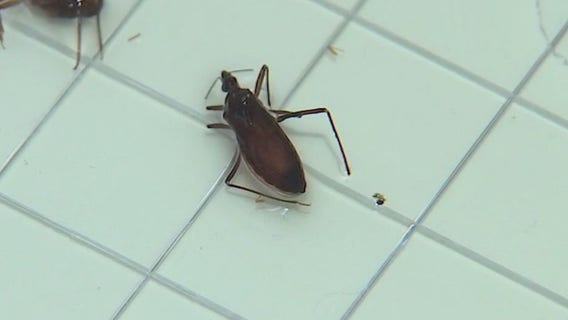 Experts warn disease from 'kissing bug' now established in U.S., thousands potentially undiagnosed