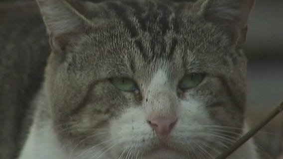 Cancer treatment tested in cats may show promise for humans