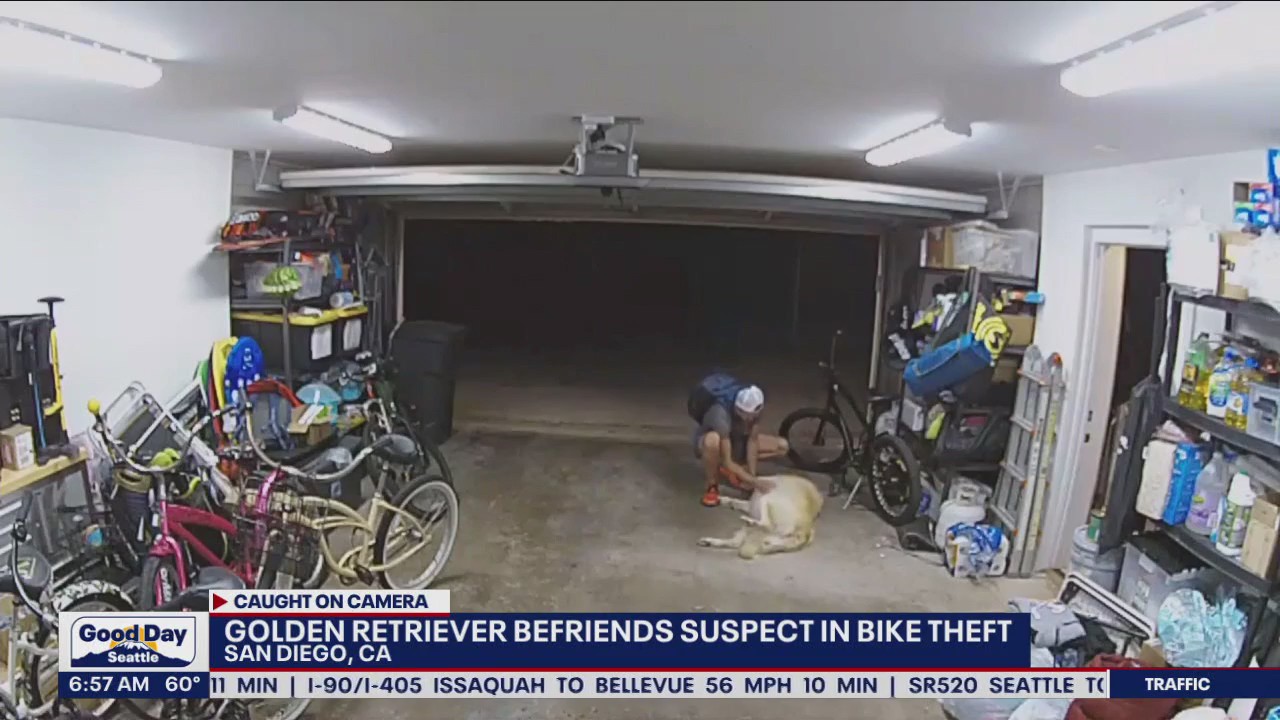 Golden retriever befriends bike thief in CA
