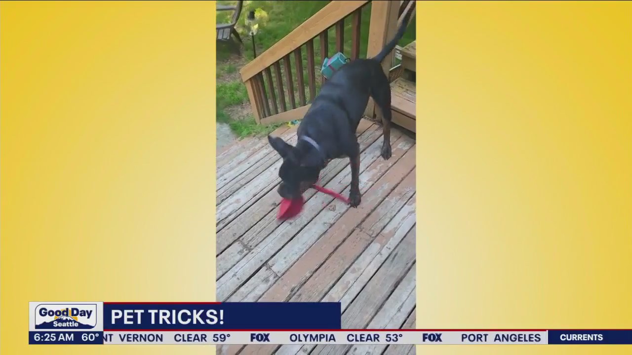 Pet Tricks for Friday, August 4