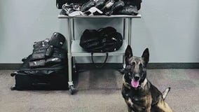 K-9 deputy in northern Arizona makes drug bust
