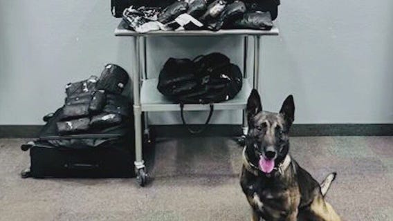 K-9 deputy in northern Arizona makes drug bust