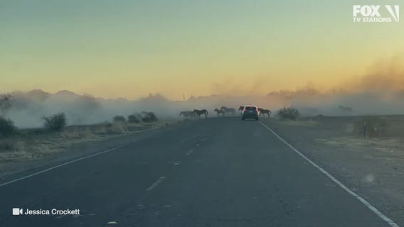 Wild horses in Arizona stop traffic