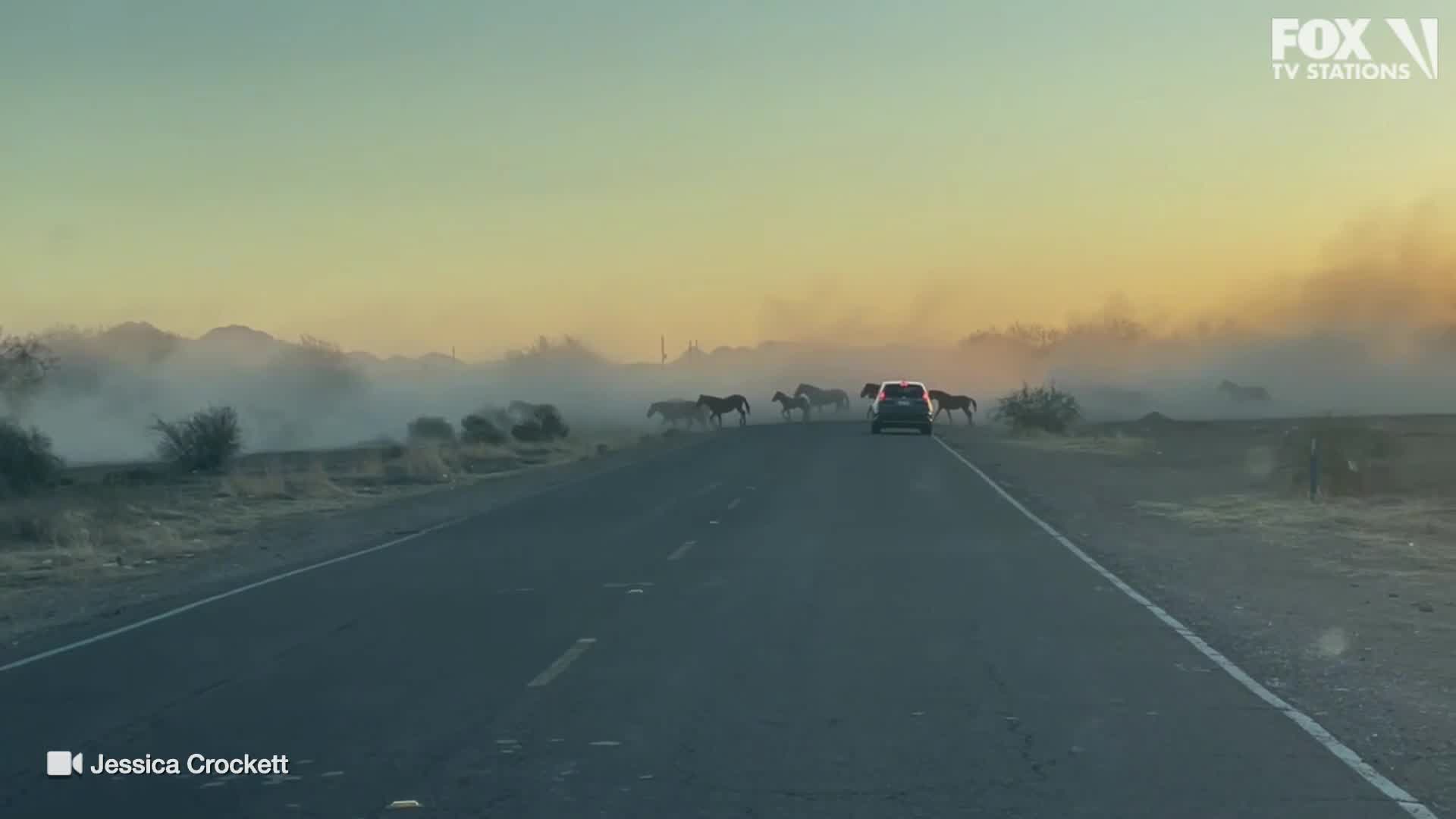 Wild horses in Arizona stop traffic