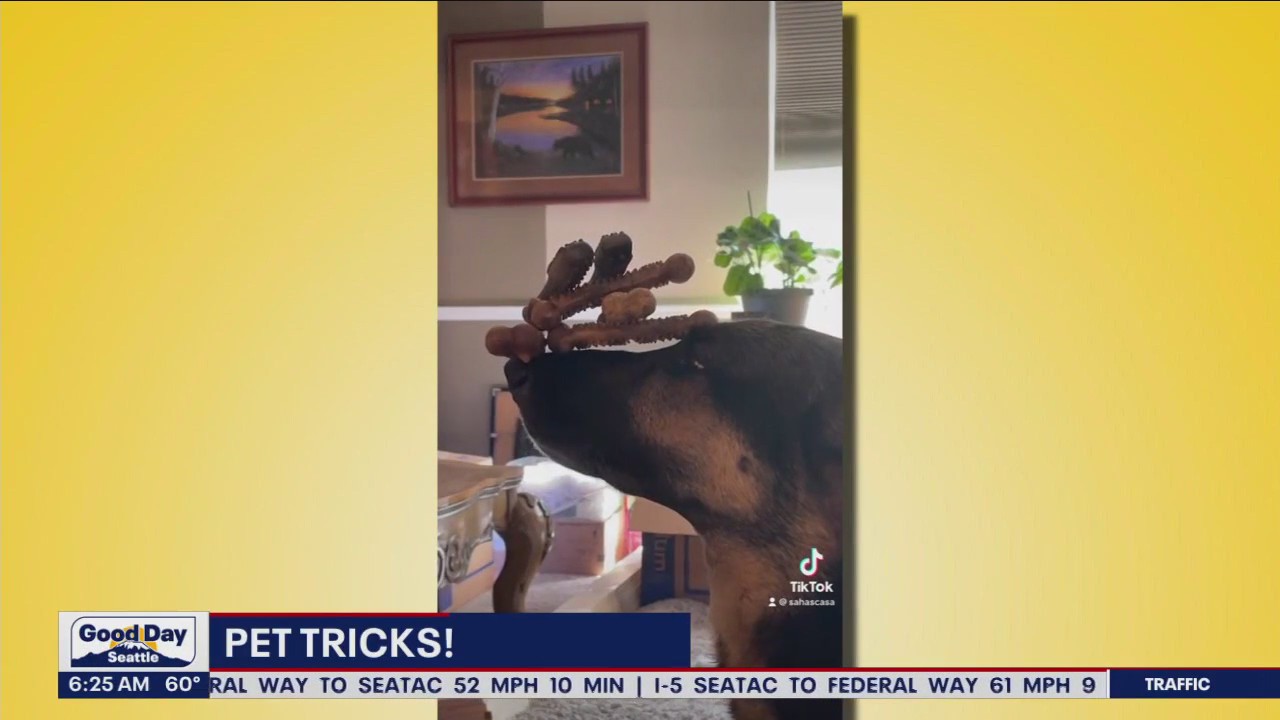 Pet Tricks for Friday, August 11