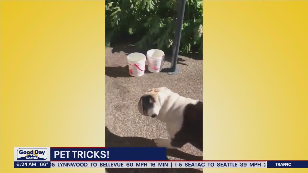 Pet Tricks for Thursday, August 17