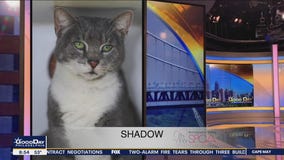 FurEver Home: May 1, 2022