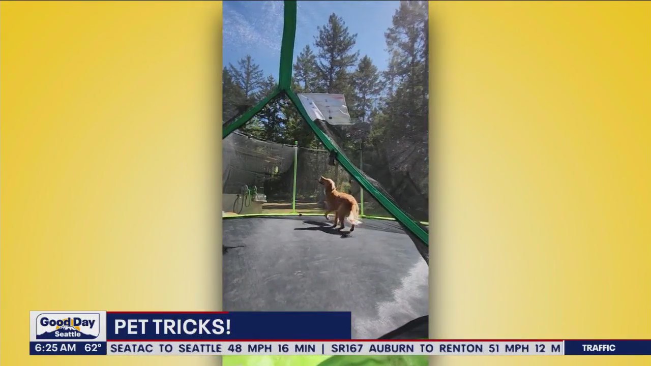 Pet Tricks for Friday, August 25