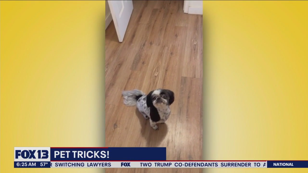 Pet Tricks for Wednesday, August 23