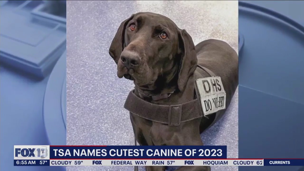 TSA names cutest canine of 2023