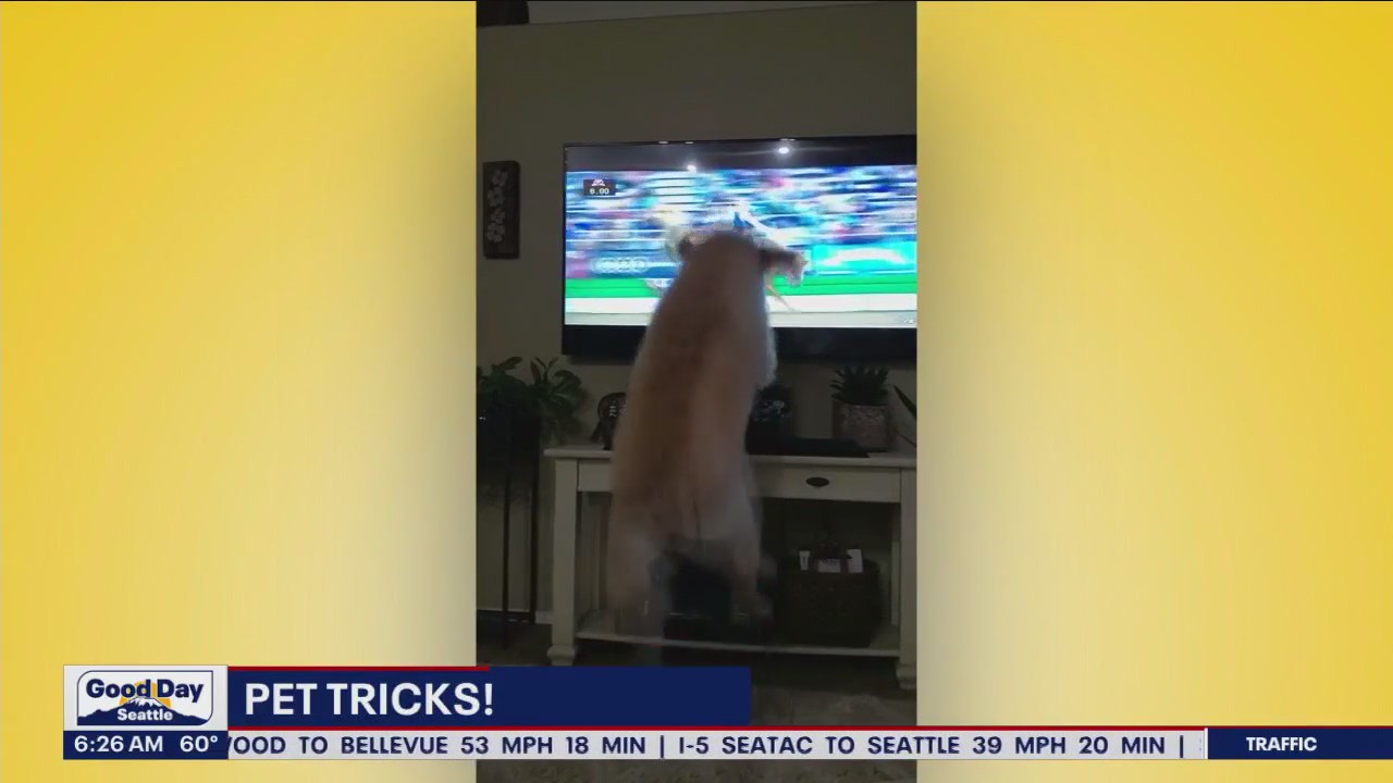 Pet Tricks for Thursday, August 31