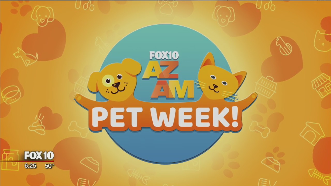 Pet of the week 11/17/18