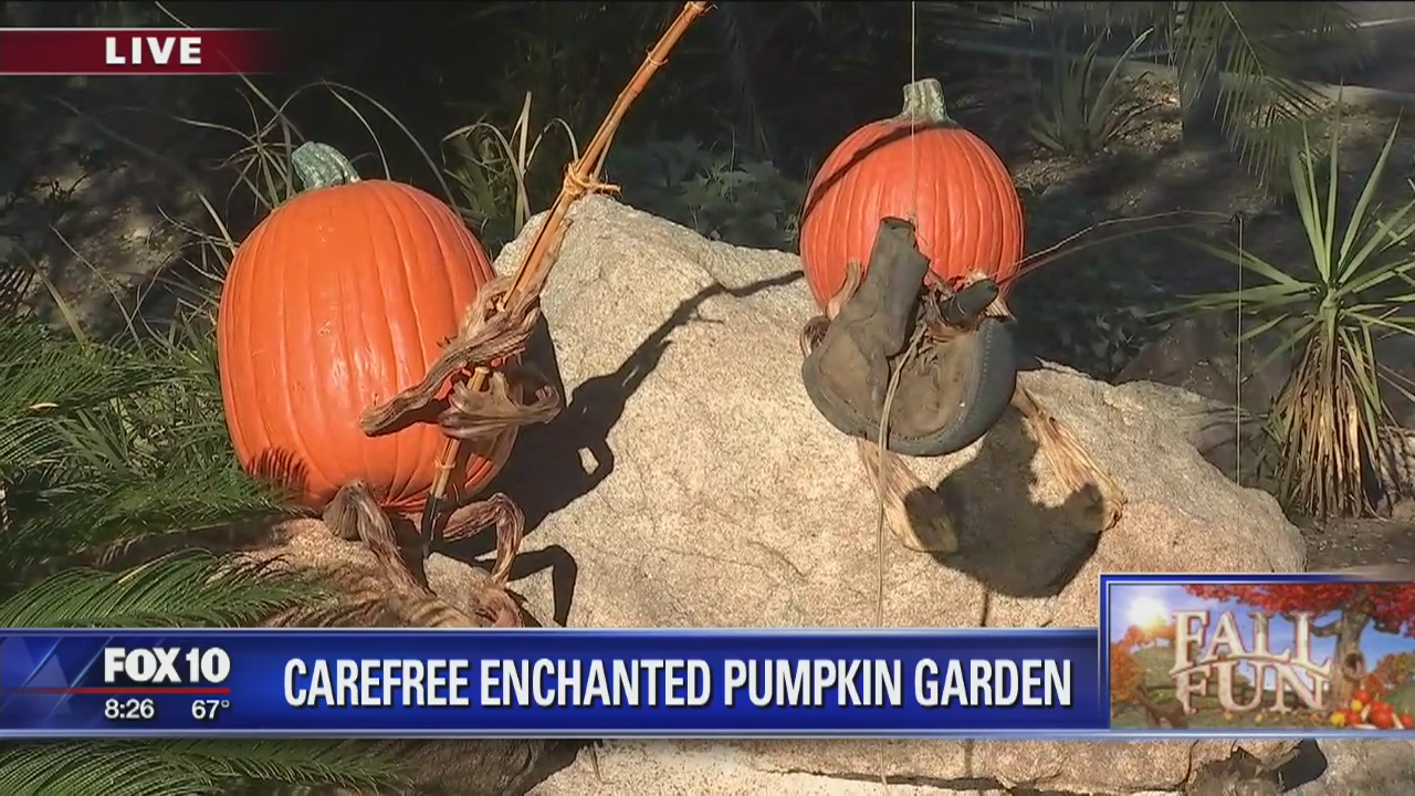 Cory's Corner: Carefree Enchanted Pumpkin Garden