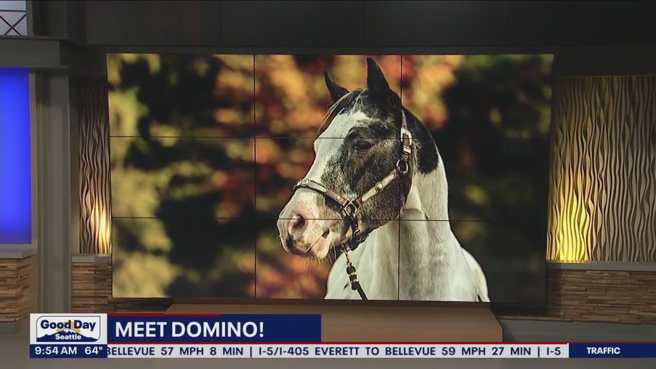 Pet of the Week: Domino