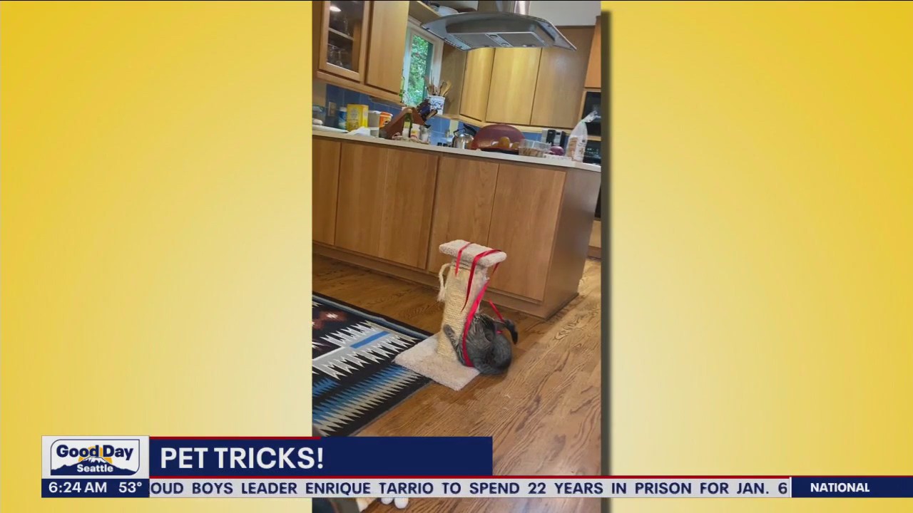 Pet tricks for Wednesday, September 6