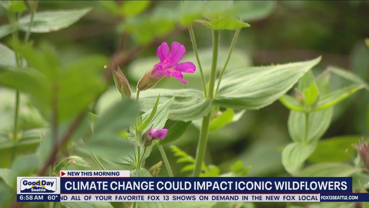 Climate change could impact iconic wildfires