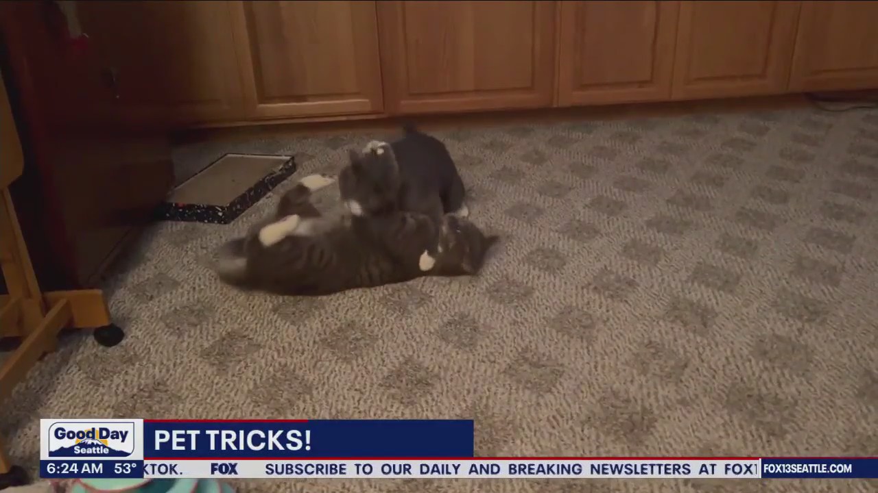Pet Tricks for Tuesday, September 5