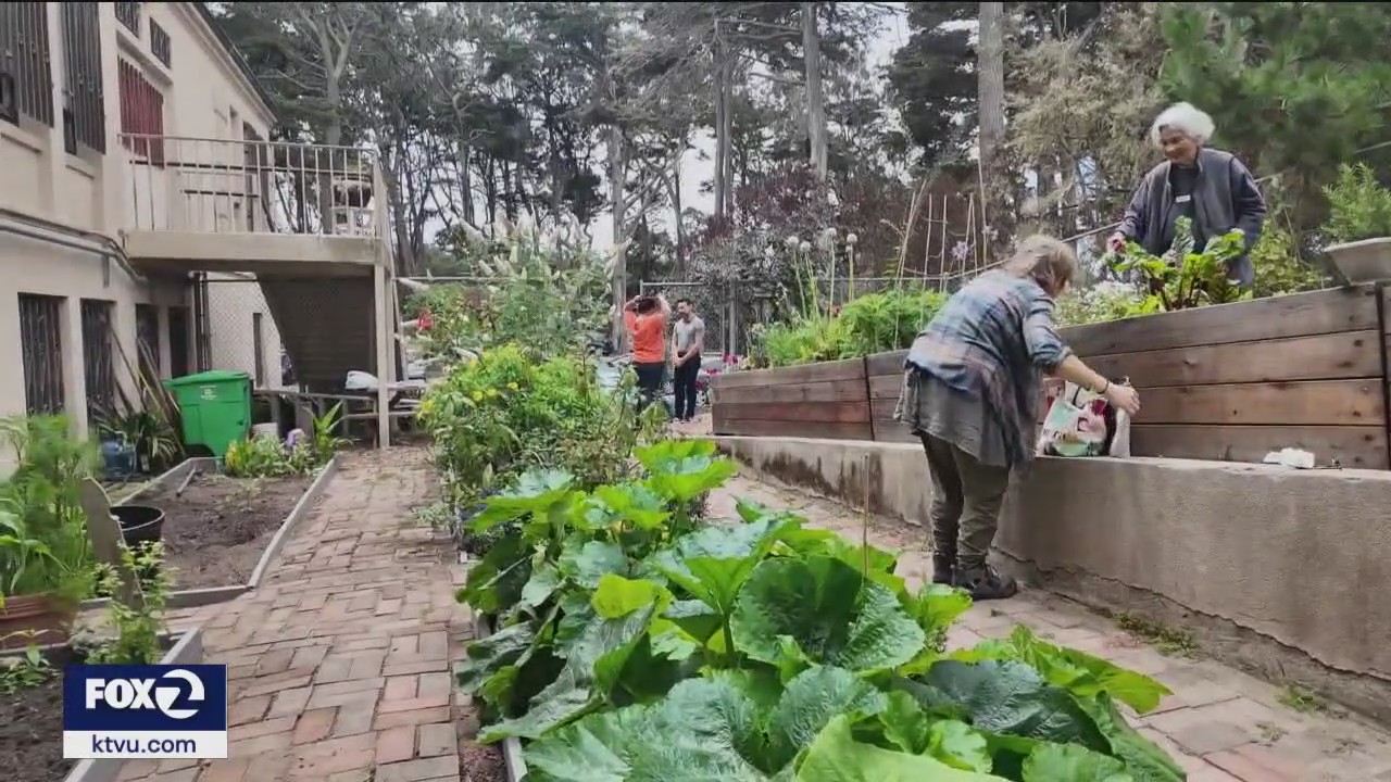 Senior gardening group in San Francisco sowing seeds, growing food and building bonds