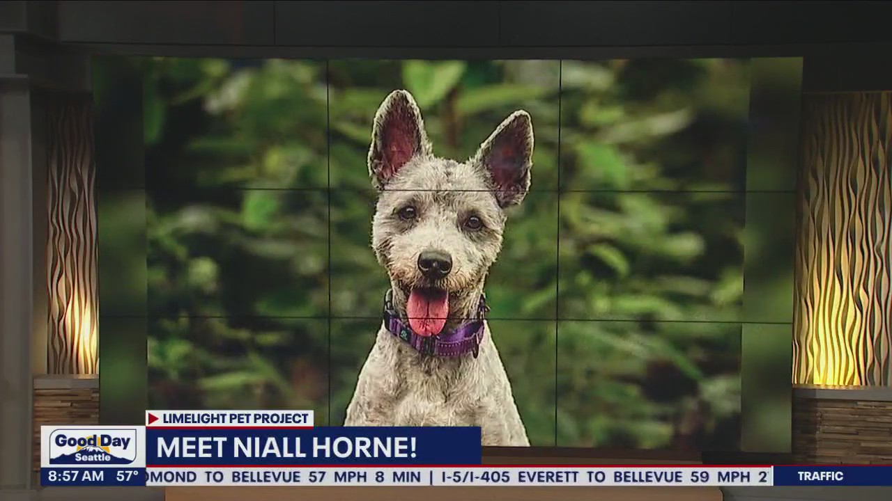 Pet of the Week: Niall Horne