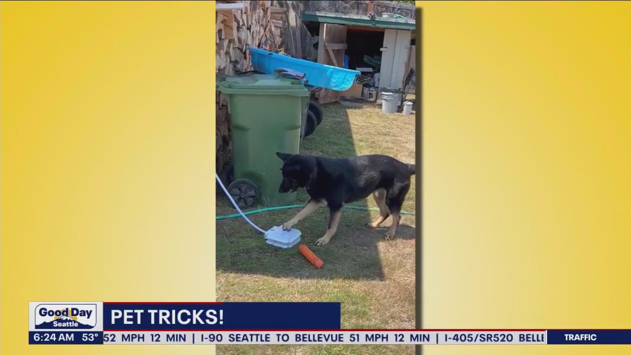 Pet Tricks for Friday, September 8