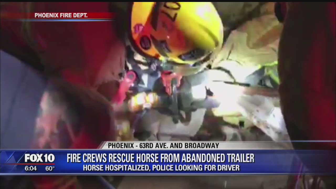 Horse rescued