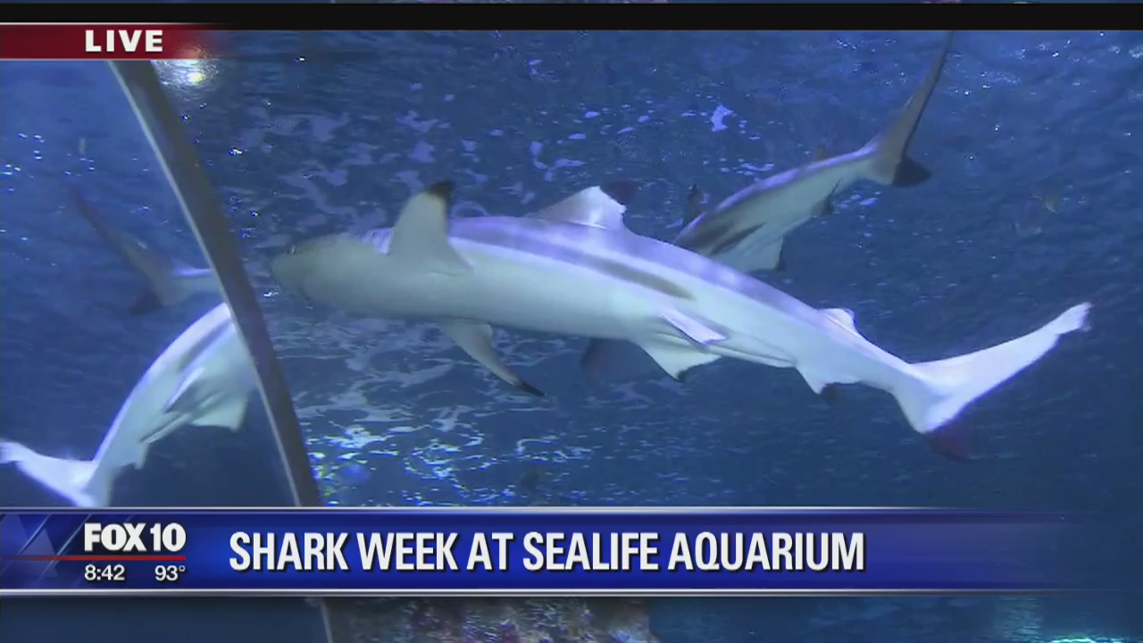 Cory's Corner: Shark Week at Sealife Aquarium
