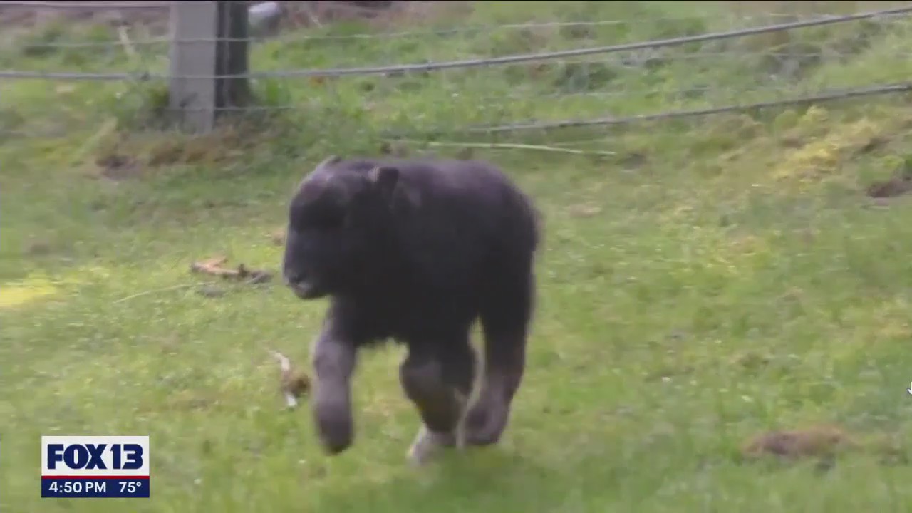 Name the baby muskox at Point Defiance Zoo and Aquarium