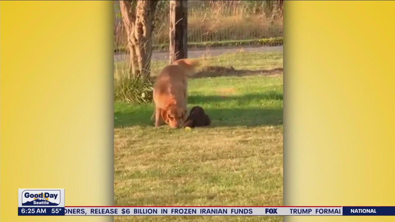 Pet Tricks for Tuesday, September 12