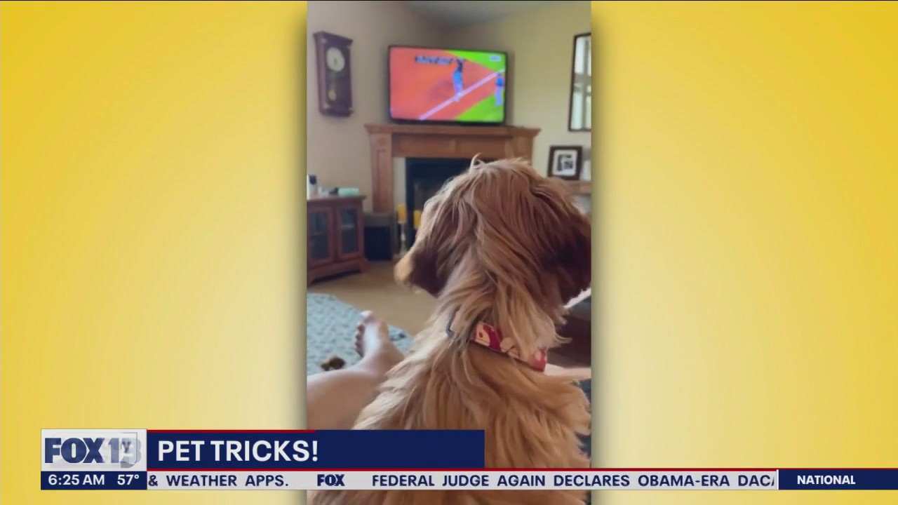 Pet Tricks for Thursday, September 14