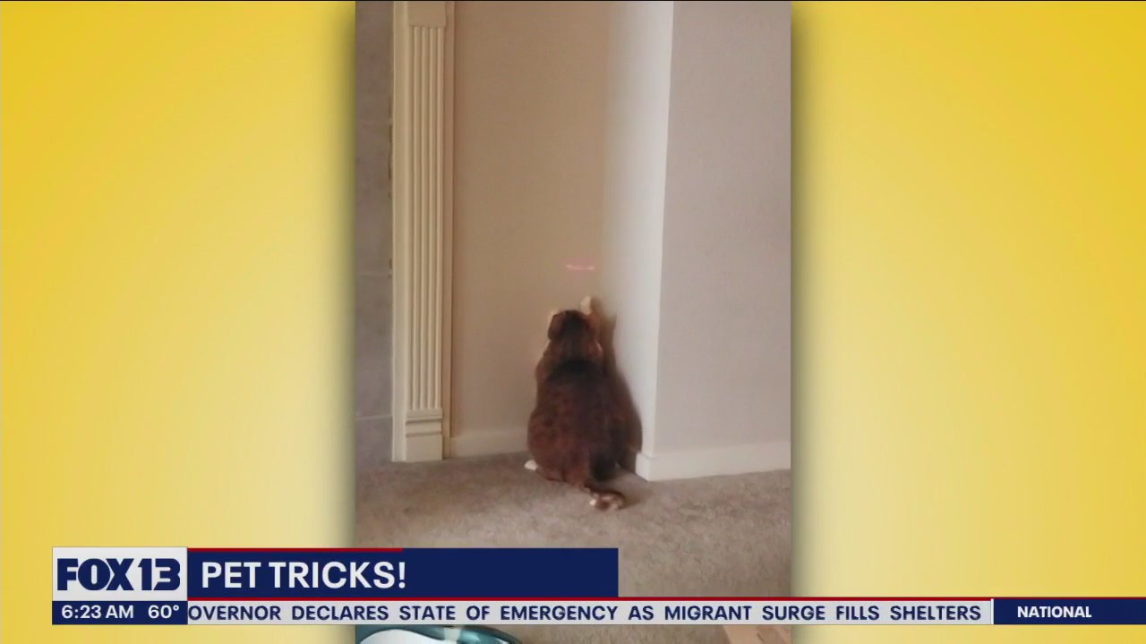 Pet Tricks for Wednesday, August 9