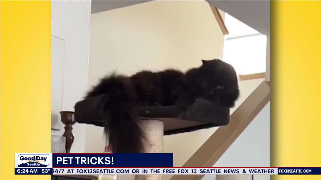 Pet Tricks for Tuesday, September 19