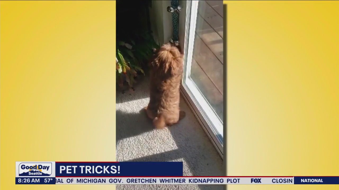 Good Day Pet Trick for Friday, Sept. 15